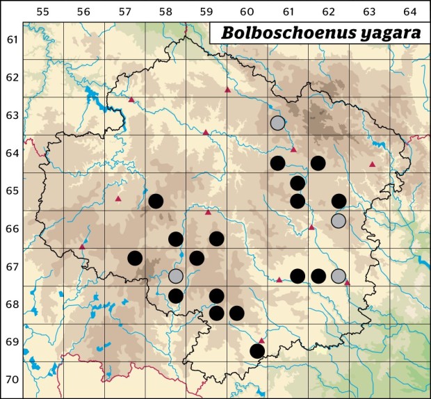 Mapa výskytu - kamyšník vrcholičnatý - Bolboschoenus yagara