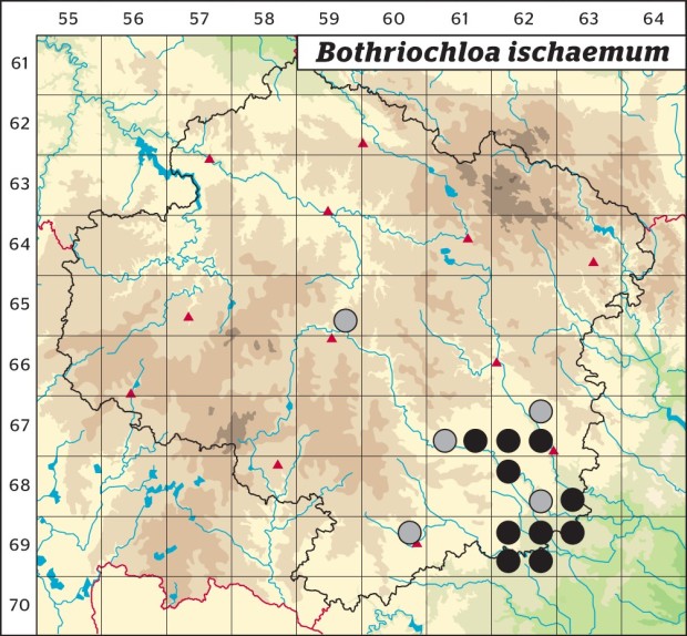 Mapa výskytu - vousatka prstnatá - Bothriochloa ischaemum