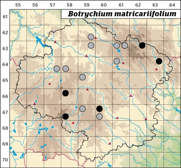 Mapa výskytu - vratička heřmánkolistá - Botrychium matricariifolium