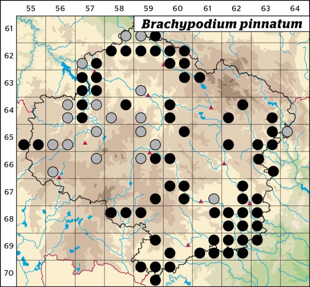 Mapa výskytu - válečka prapořitá - Brachypodium pinnatum