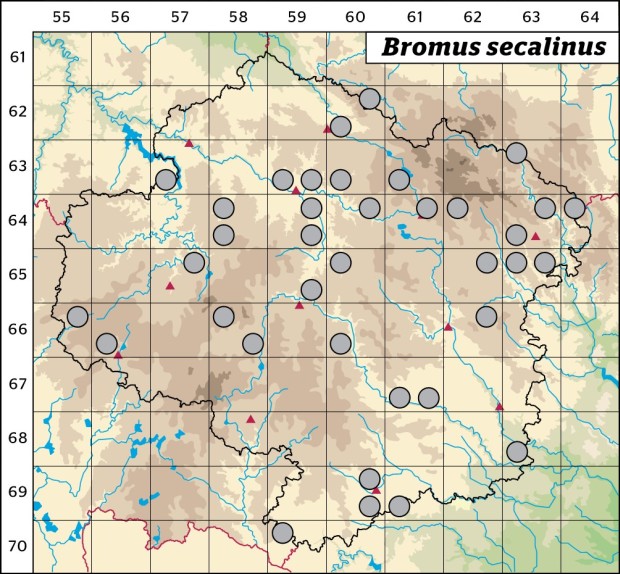 Mapa výskytu - sveřep stoklasa - Bromus secalinus