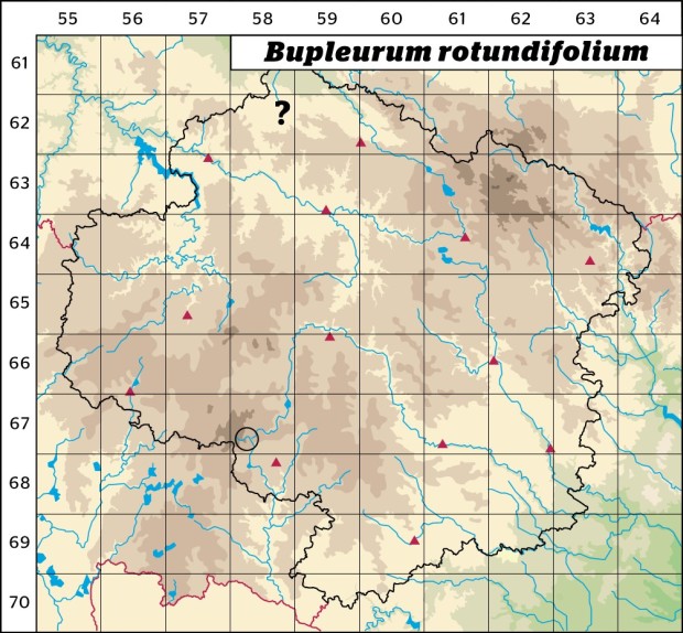 Mapa výskytu - prorostlík okrouhlolistý - Bupleurum rotundifolium