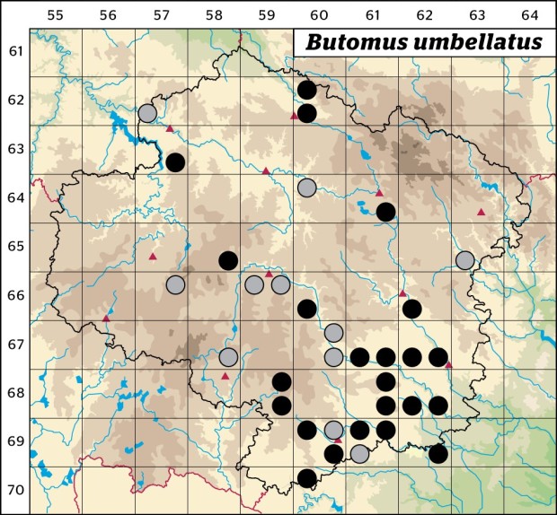 Mapa výskytu - šmel okoličnatý - Butomus umbellatus