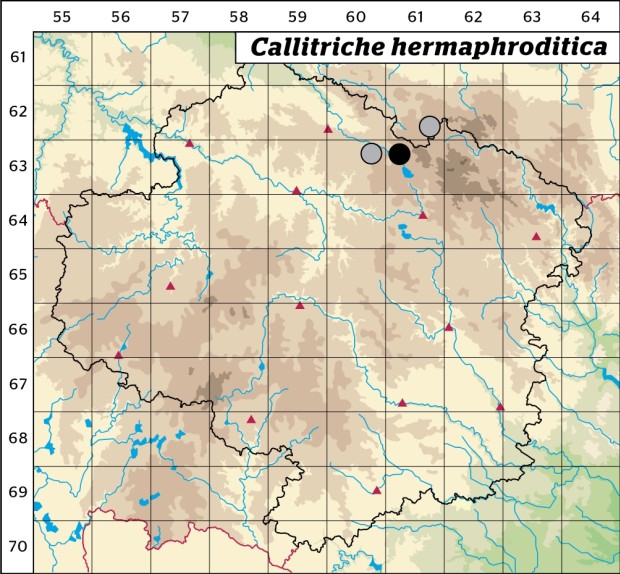 Mapa výskytu - hvězdoš podzimní - Callitriche hermaphroditica