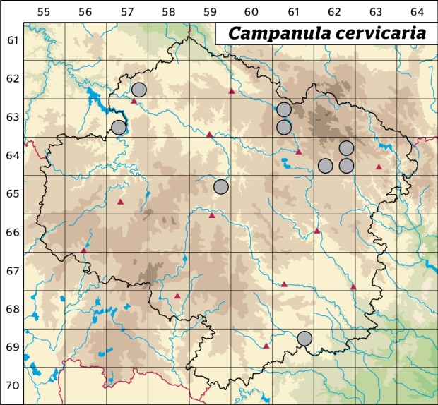Mapa výskytu - zvonek hadincovitý - Campanula cervicaria