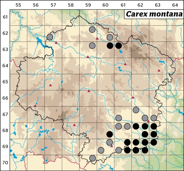 Mapa výskytu - ostřice horská - Carex montana