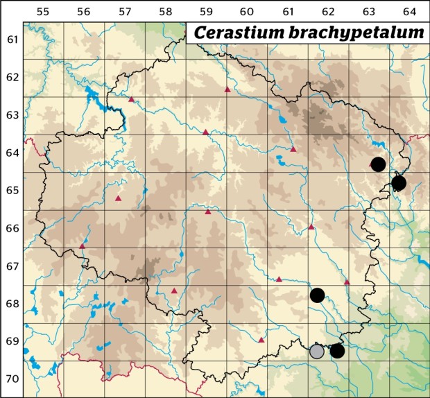 Mapa výskytu - rožec krátkoplátečný - Cerastium brachypetalum