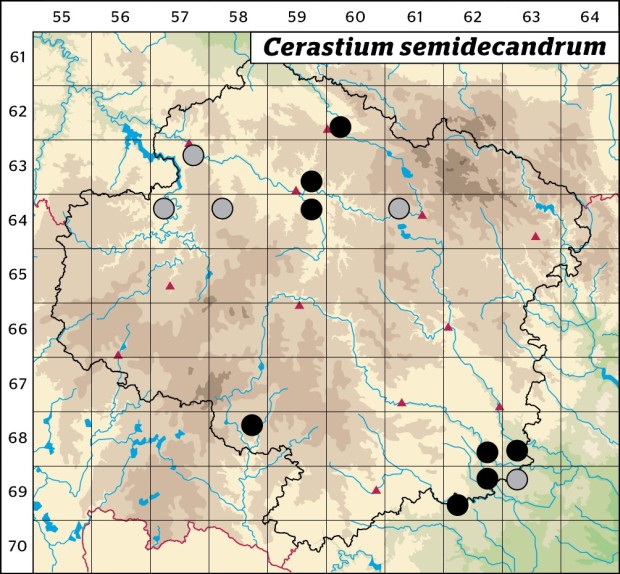 Mapa výskytu - rožec pětimužný - Cerastium semidecandrum