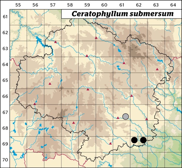 Mapa výskytu - růžkatec bradavčitý - Ceratophyllum submersum