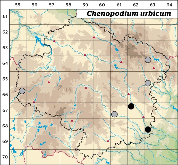 Mapa výskytu - merlík městský - Chenopodium urbicum
