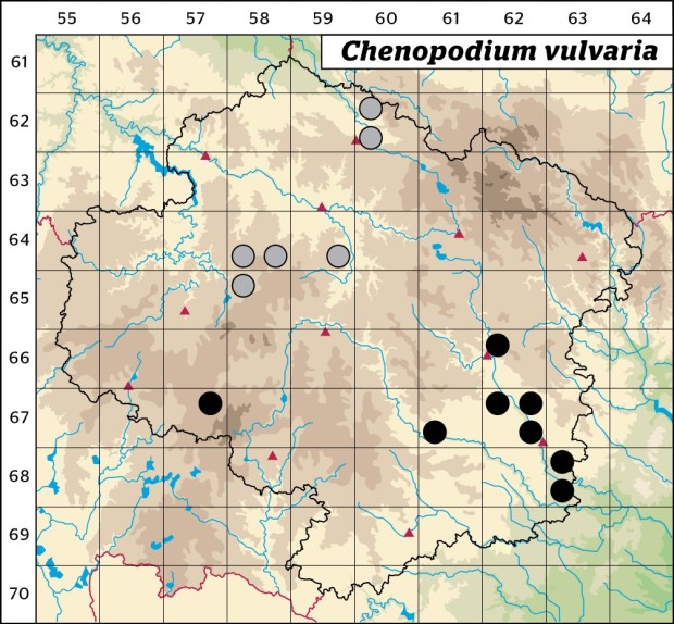 Mapa výskytu - merlík smrdutý - Chenopodium vulvaria