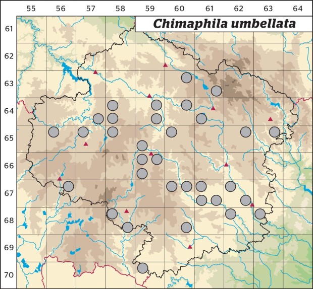 Mapa výskytu - zimozelen okoličnatý - Chimaphila umbellata