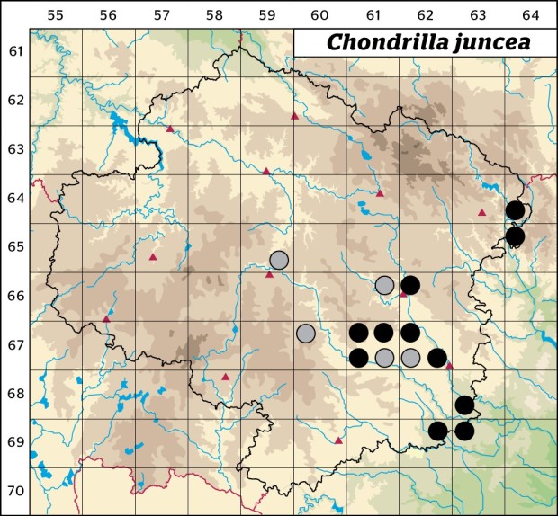 Mapa výskytu - radyk prutnatý - Chondrilla juncea