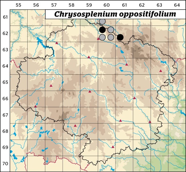 Mapa výskytu - mokrýš vstřícnolistý - Chrysosplenium oppositifolium