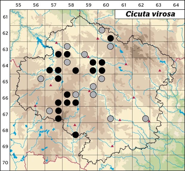 Mapa výskytu - rozpuk jizlivý - Cicuta virosa