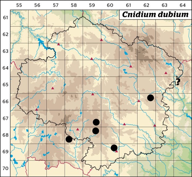 Mapa výskytu - jarva žilnatá - Cnidium dubium
