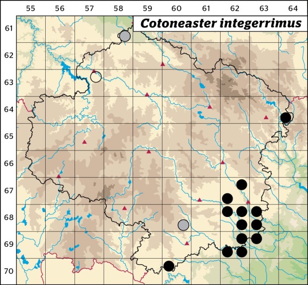 Mapa výskytu - skalník celokrajný - Cotoneaster integerrimus