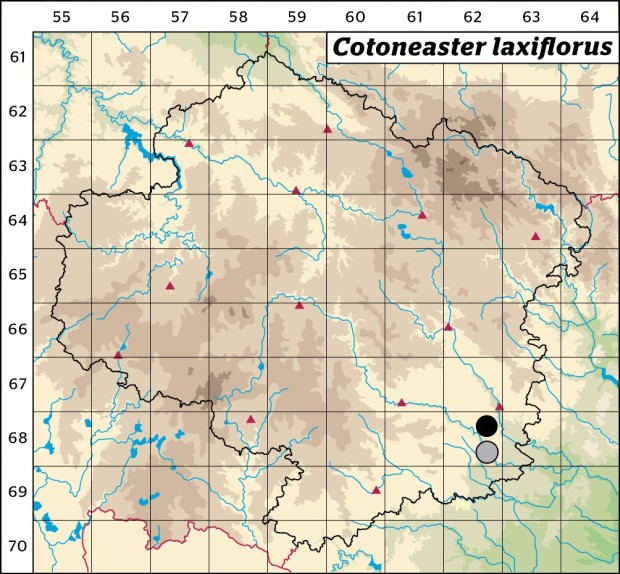 Mapa výskytu - skalník černoplodý - Cotoneaster laxiflorus