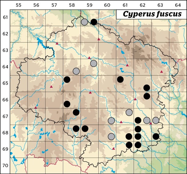 Mapa výskytu - šáchor hnědý - Cyperus fuscus