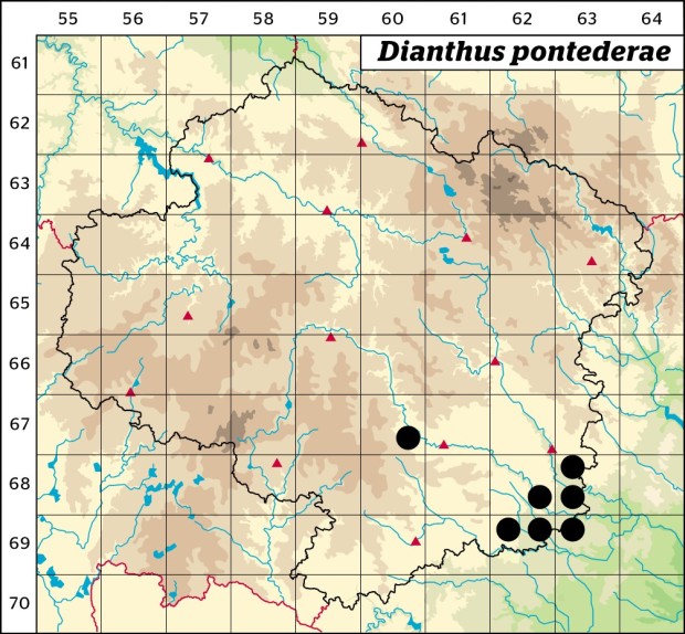 Mapa výskytu - hvozdík pontederův - Dianthus pontederae