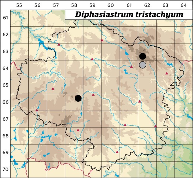 Mapa výskytu - plavuník cypřiškovitý - Diphasiastrum tristachyum