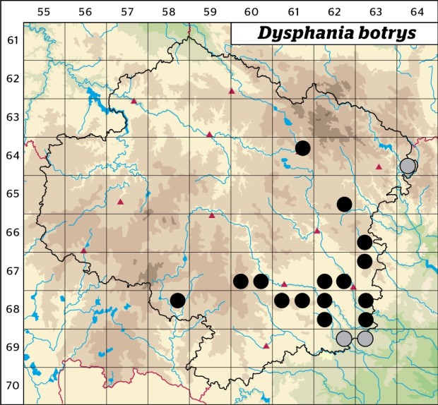 Mapa výskytu - merlík hroznový - Dysphania botrys
