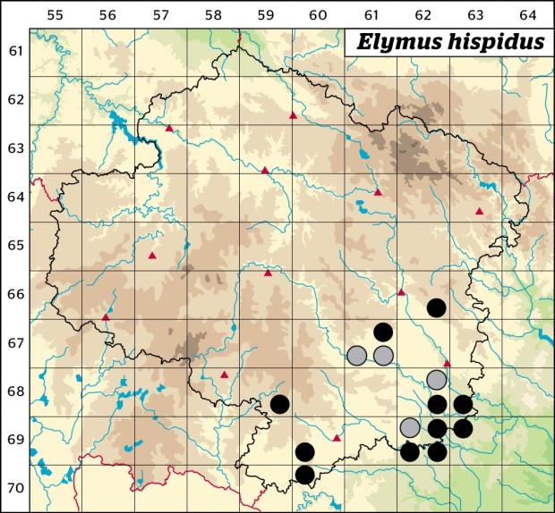 Mapa výskytu - pýr prostřední - Elymus hispidus