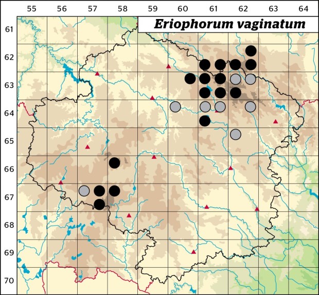 Mapa výskytu - suchopýr pochvatý - Eriophorum vaginatum