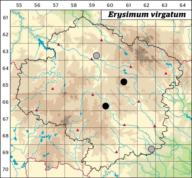 Mapa výskytu - trýzel jestřábníkolistý - Erysimum virgatum