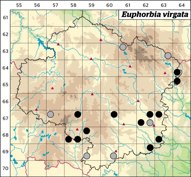 Mapa výskytu - pryšec prutnatý - Euphorbia virgata