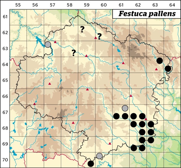 Mapa výskytu - kostřava sivá - Festuca pallens