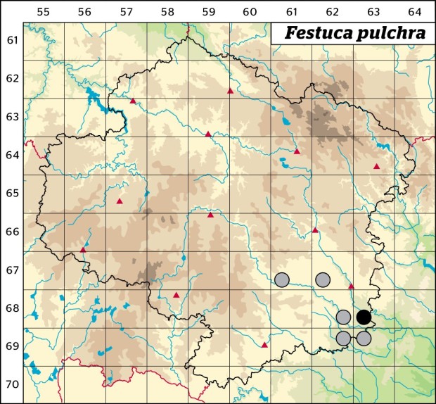 Mapa výskytu - kostřava nepravá - Festuca pulchra
