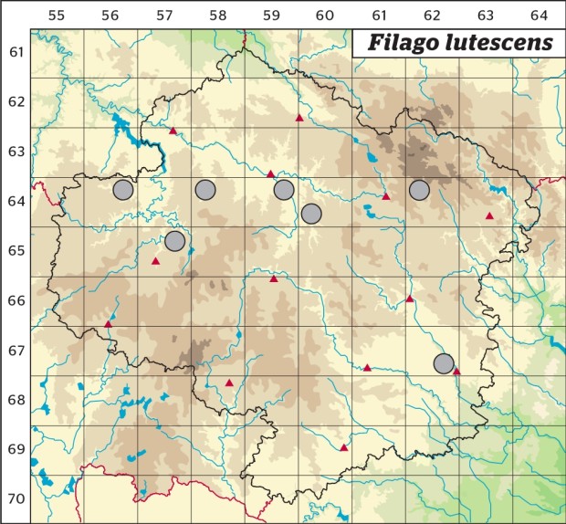 Mapa výskytu - bělolist žlutavý - Filago lutescens