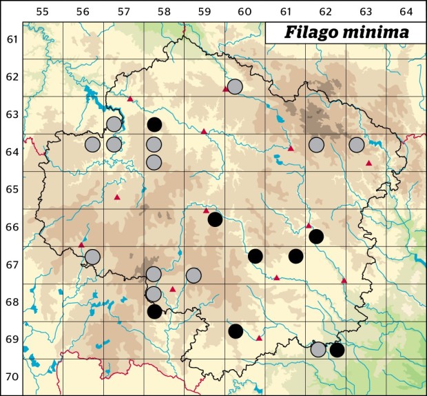 Mapa výskytu - bělolist nejmenší - Filago minima