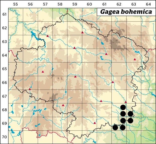 Mapa výskytu - křivatec český - Gagea bohemica