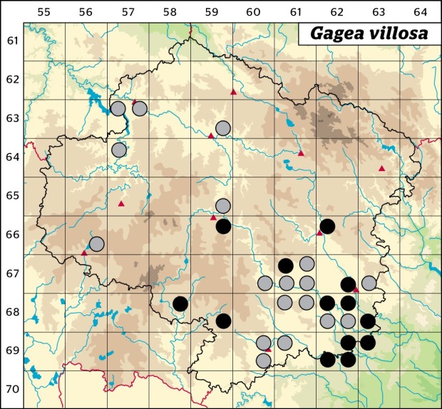 Mapa výskytu - křivatec rolní - Gagea villosa