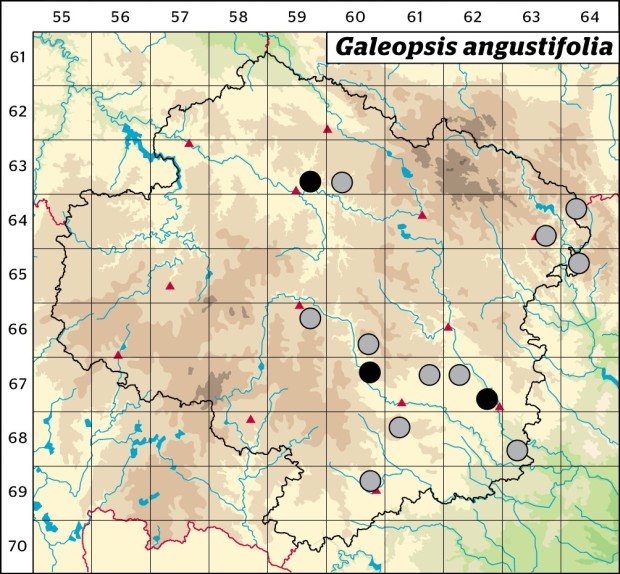 Mapa výskytu - konopice úzkolistá - Galeopsis angustifolia