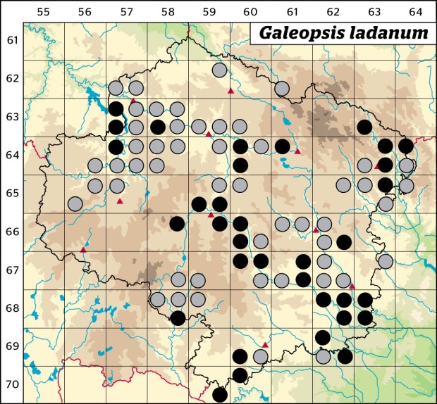 Mapa výskytu - konopice širolistá - Galeopsis ladanum