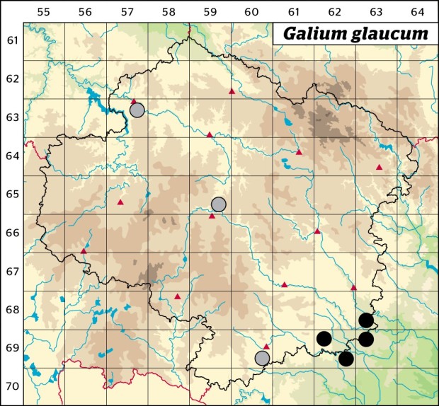 Mapa výskytu - svízel sivý - Galium glaucum