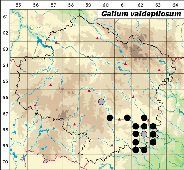 Mapa výskytu - svízel moravský - Galium valdepilosum