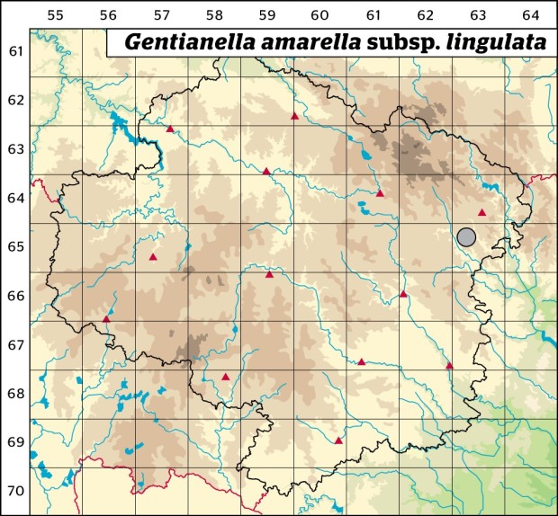 Mapa výskytu - hořeček nahořklý jazykovitý - Gentianella amarella subsp. lingulata