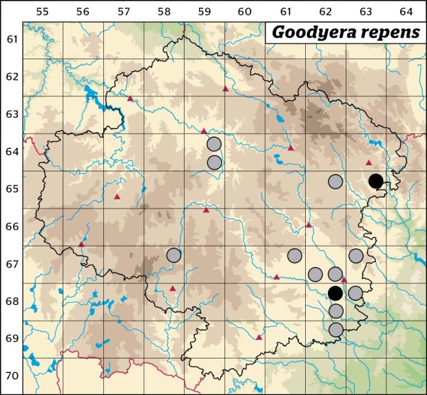 Mapa výskytu - smrkovník plazivý - Goodyera repens