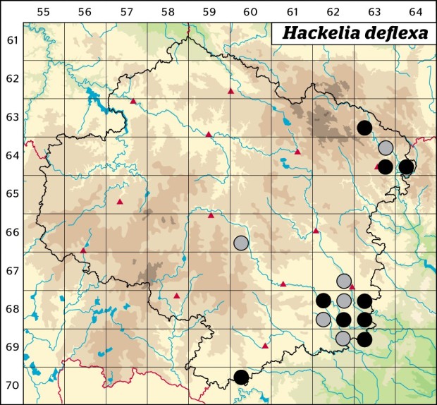 Mapa výskytu - lopuštík skloněný - Hackelia deflexa