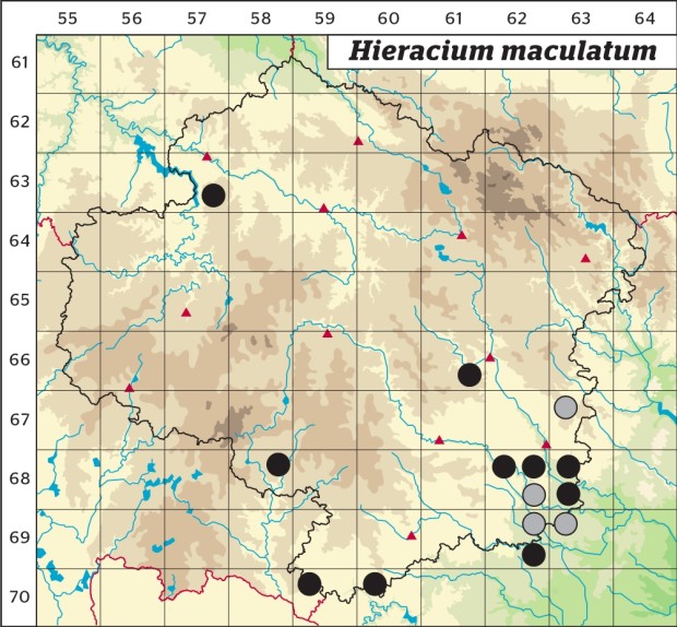 Mapa výskytu - jestřábník skvrnitý - Hieracium maculatum