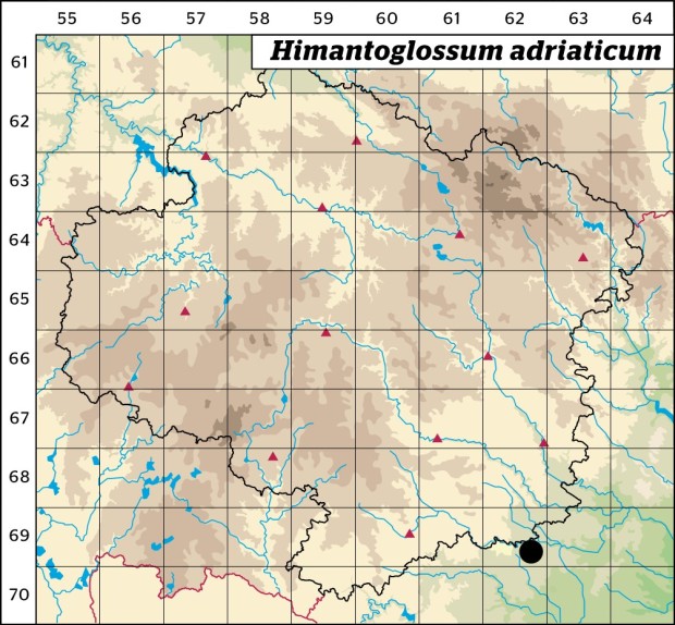 Mapa výskytu - jazýček jadranský - Himantoglossum adriaticum