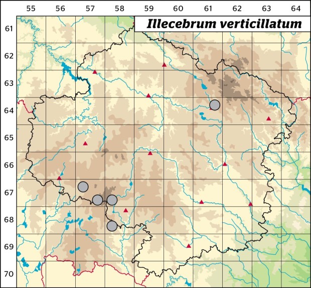 Mapa výskytu - nehtovec přeslenitý - Illecebrum verticillatum