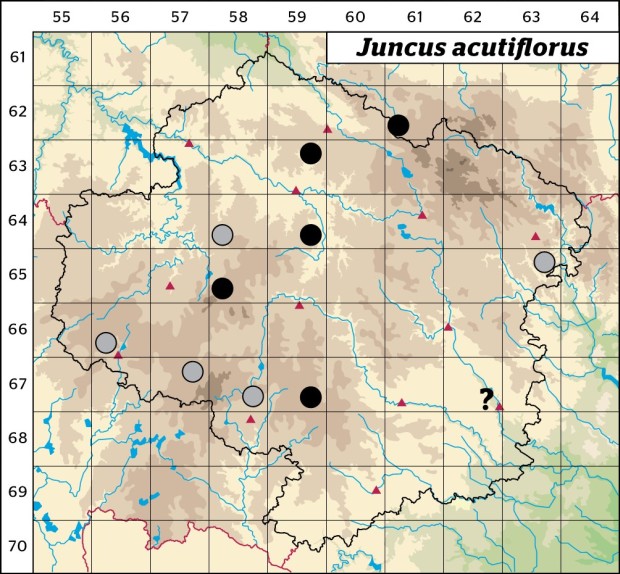 Mapa výskytu - sítina ostrokvětá - Juncus acutiflorus