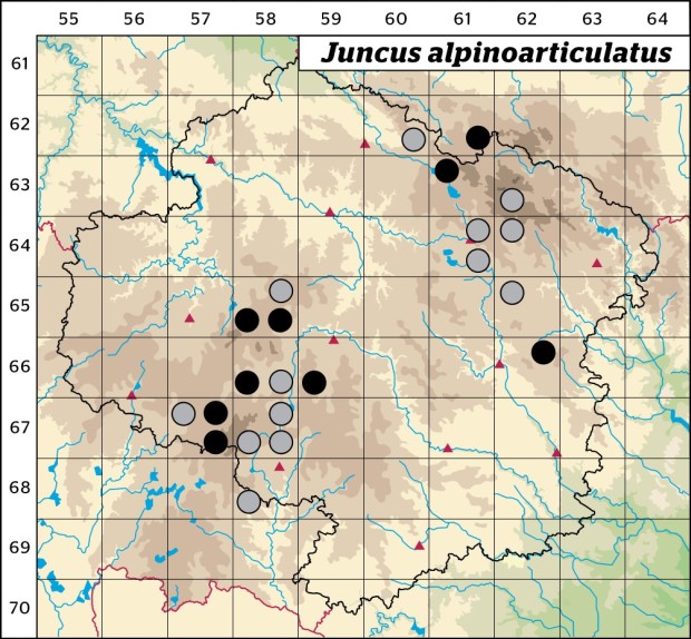 Mapa výskytu - sítina alpská - Juncus alpinoarticulatus