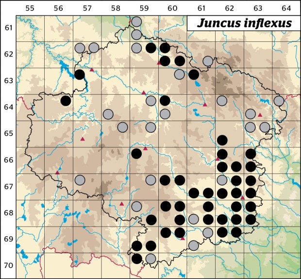 Mapa výskytu - sítina sivá - Juncus inflexus