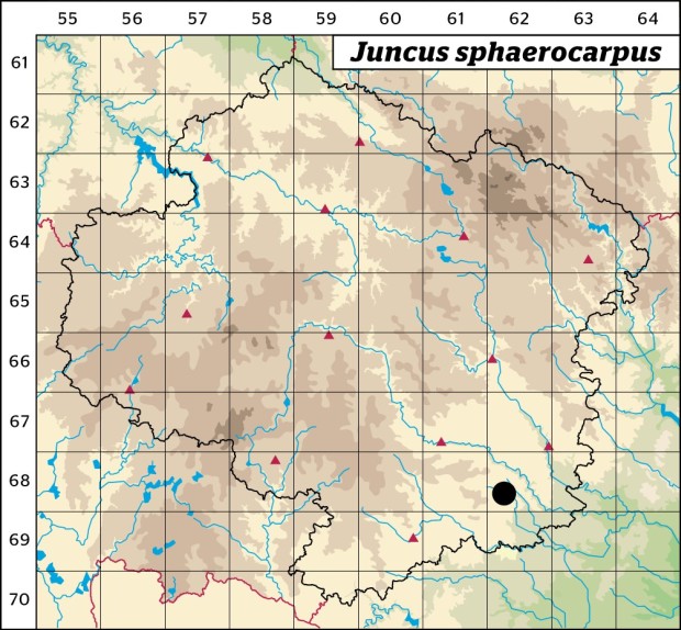 Mapa výskytu - sítina kulatoplodá - Juncus sphaerocarpus
